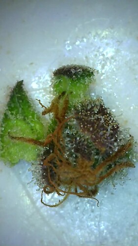 Growreport Bild 7