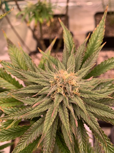 Growreport Bild 2