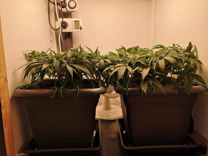 Growreport Bild 2