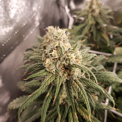 Growreport Bild 15