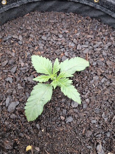 Growreport Bild 35