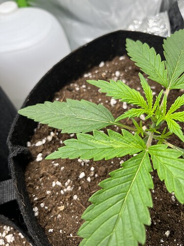 Growreport Bild 15