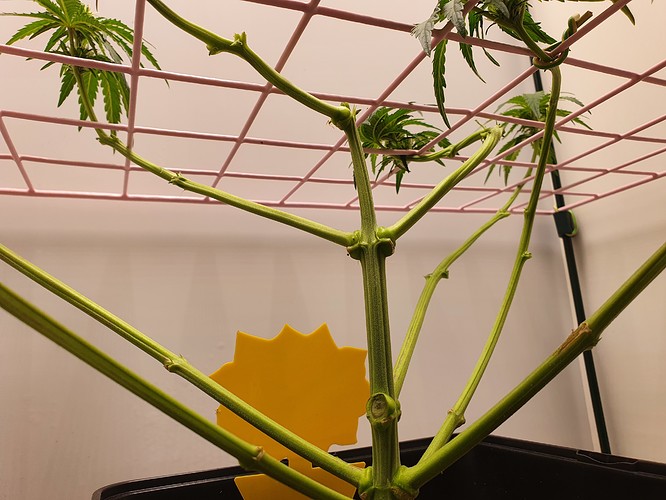 Growreport Bild 4