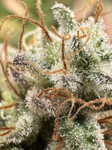 Growreport Bild 2