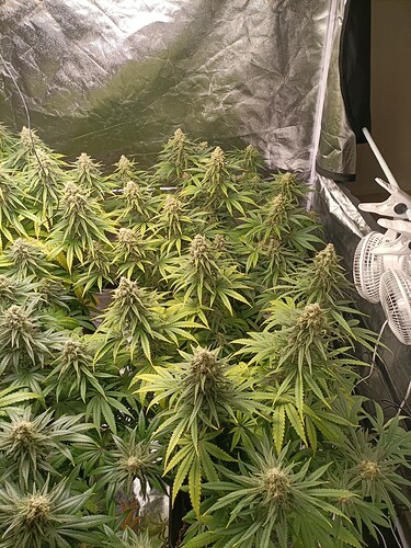 Growreport Bild 3