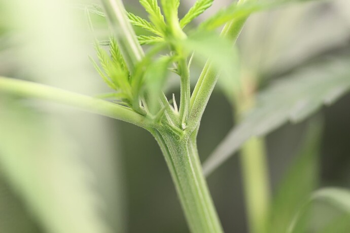 Growreport Bild 3