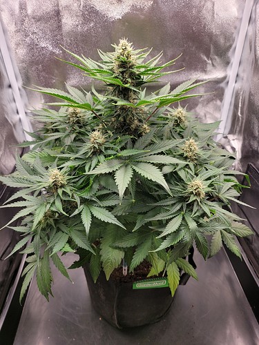 Growreport Bild 15