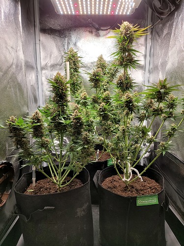 Growreport Bild 6