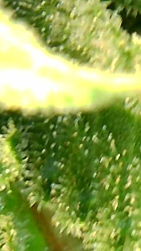 Growreport Bild 11