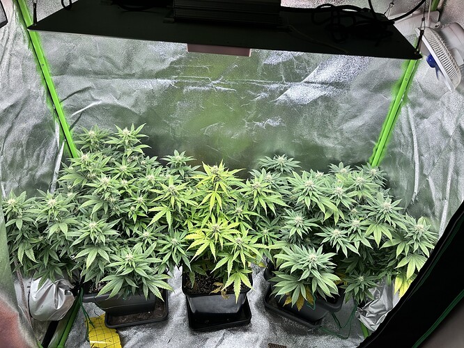 Growreport Bild 1