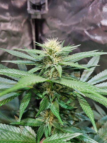 Growreport Bild 2