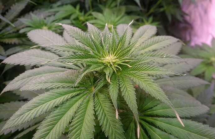 Growreport Bild 14