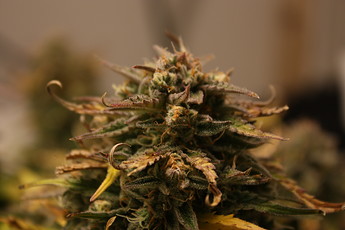 Growreport Bild 12
