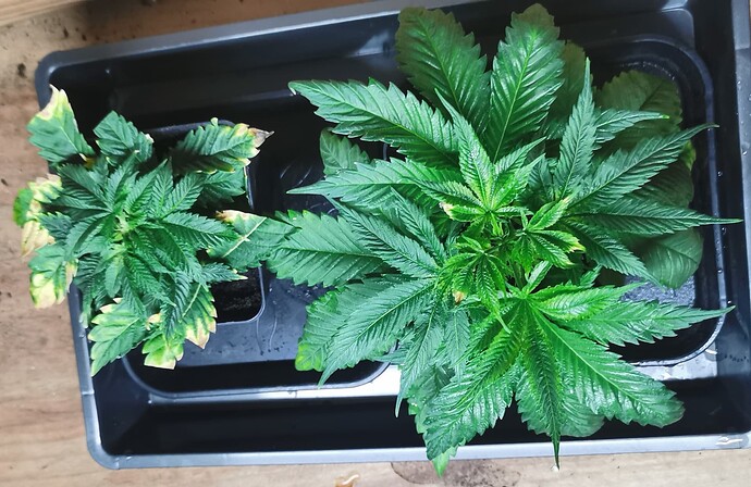Growreport Bild 45