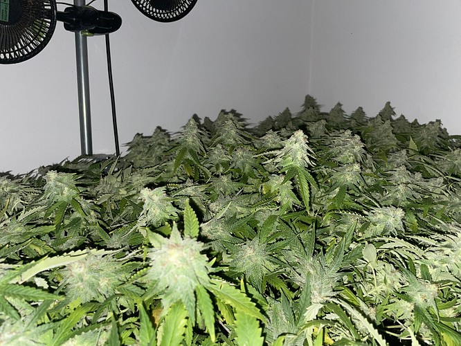 Growreport Bild 20