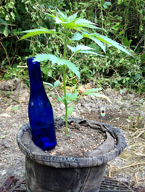 Growreport Bild 16