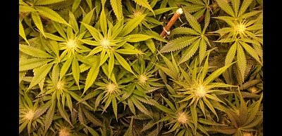Growreport Bild 5