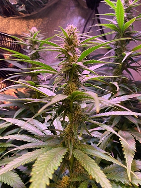 Growreport Bild 13
