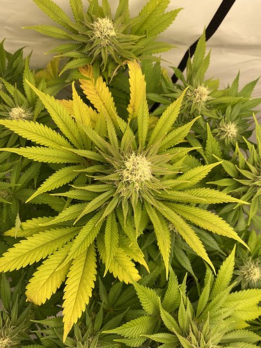Growreport Bild 4