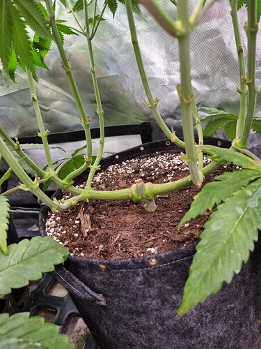 Growreport Bild 24