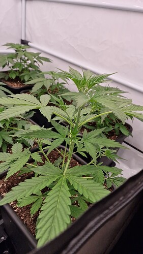 Growreport Bild 12