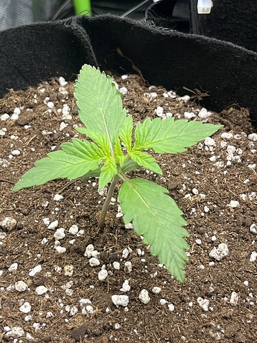 Growreport Bild 30