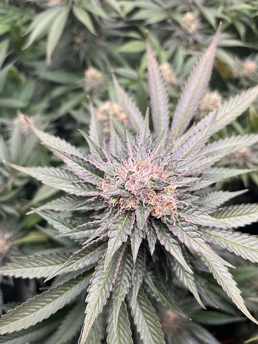 Growreport Bild 5