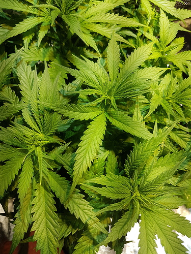 Growreport Bild 9