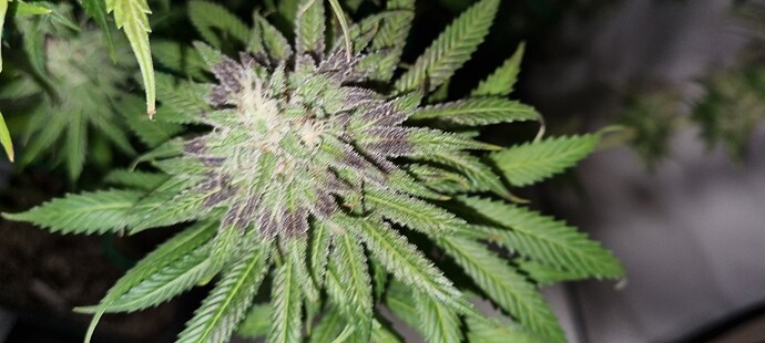Growreport Bild 9