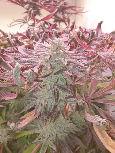 Growreport Bild 5
