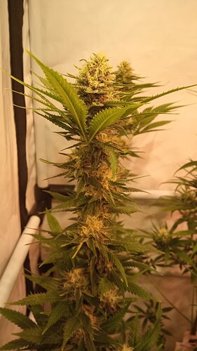 Growreport Bild 26