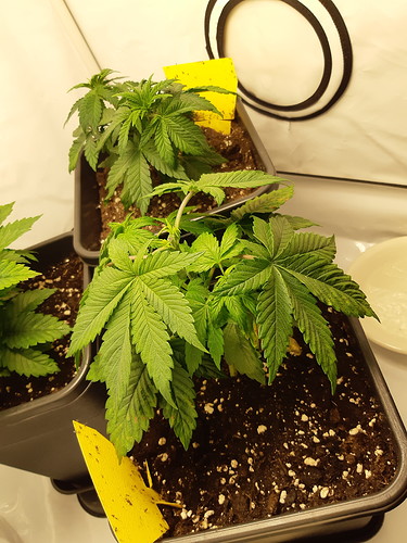 Growreport Bild 1