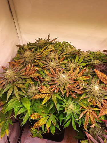 Growreport Bild 16