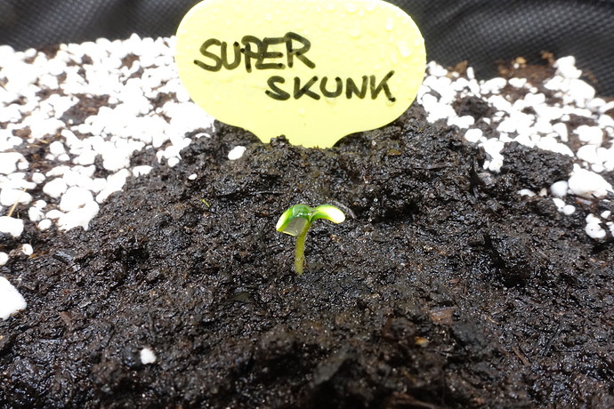 Growreport Bild 23