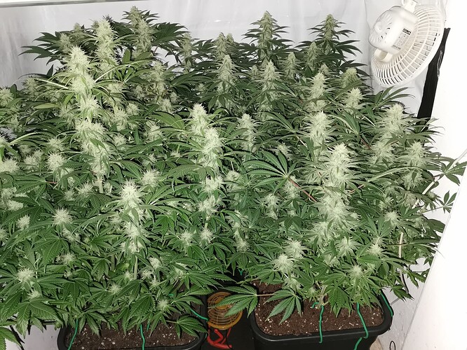 Growreport Bild 3