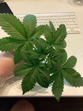 Growreport Bild 6