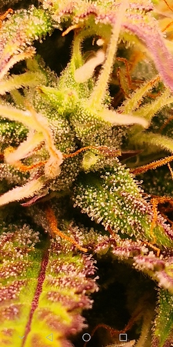 Growreport Bild 8