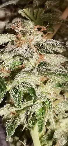 Growreport Bild 14