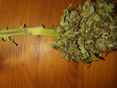 Growreport Bild 11