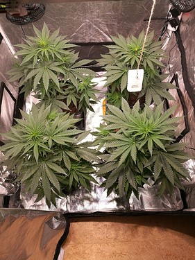 Growreport Bild 2
