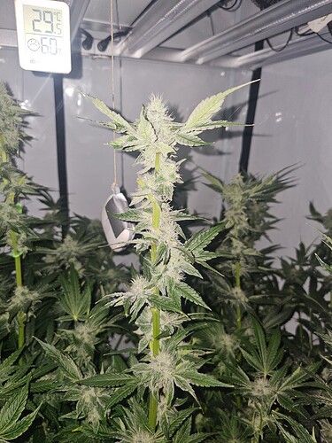 Growreport Bild 3