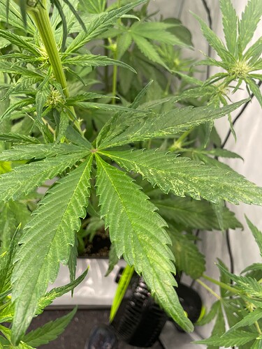Growreport Bild 6