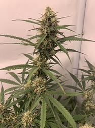 Growreport Bild 23