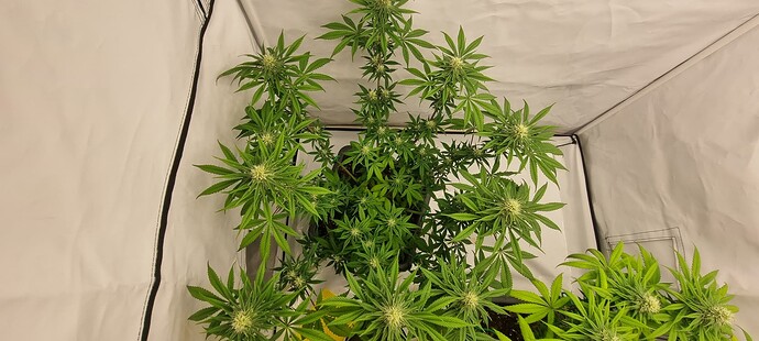 Growreport Bild 6