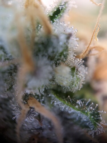 Growreport Bild 41