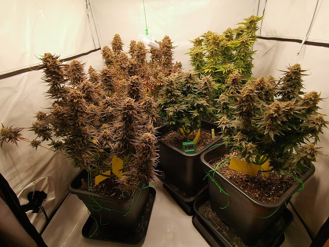 Growreport Bild 33