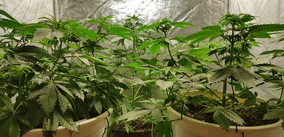 Growreport Bild 11