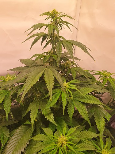 Growreport Bild 7