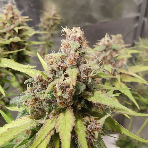 Growreport Bild 22