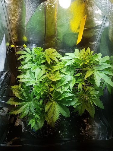 Growreport Bild 1